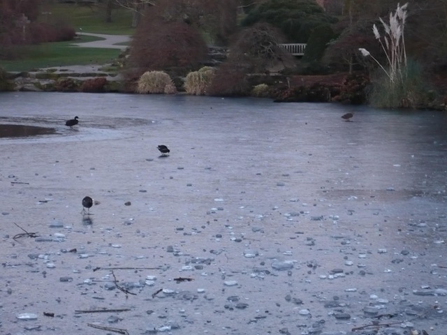 [birds on lake picking bread off ice[4].jpg]