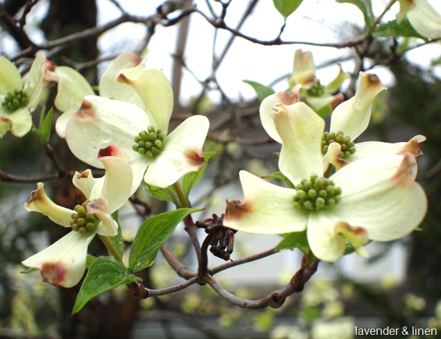 spring pictures in the neighborhood 085