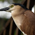PB301850.JPG, The night heron stayed around a while, and didn't seem too concerned about being photographed., Cocos