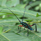 Longhorn beetle