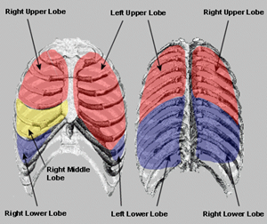 crackles right lower lobe crackles right lower lobe