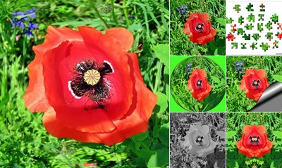 View Poppy flower