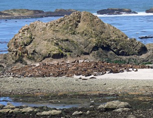 Simpson Reef Sea lions