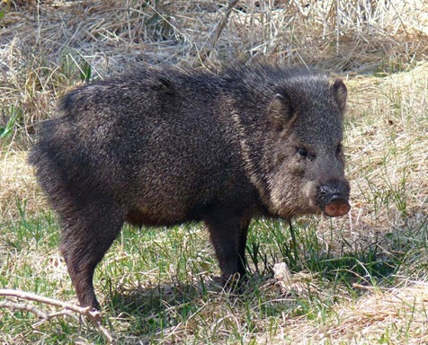 Javalina