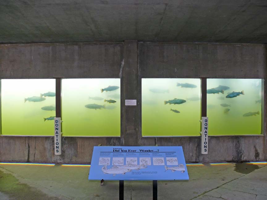 [Trout Viewing Area[7].jpg]