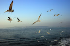 Seagulls