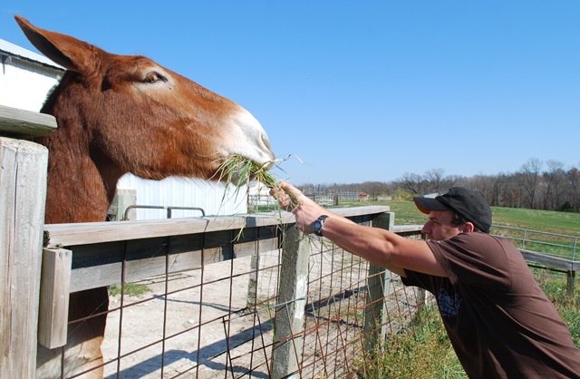 [Mule4[4].jpg]