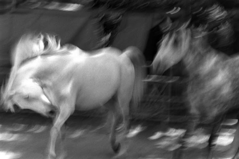 horses, Paul, Paul Robinson, PhotographersGalleryDCPaulRobinson12808.jpg, Robinson