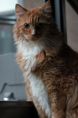 My cat Mr More