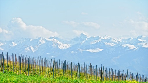 alpy-nad-winorosla