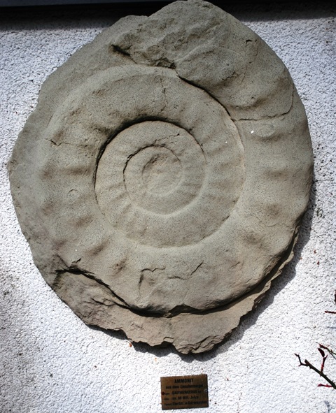 [Ammonit - 80 mill år[6].jpg]