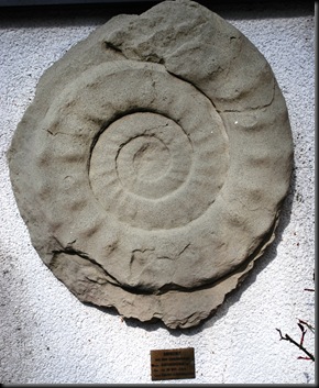 Ammonit - 80 mill år