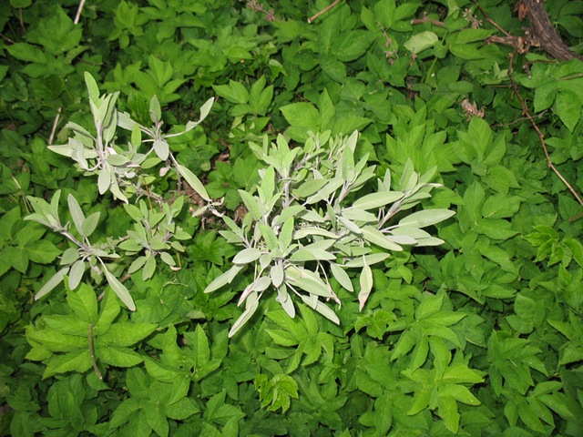 [Salvie - Sage - Salvia officinalis[6].jpg]