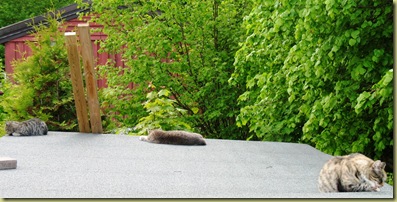 Three cats after Mating