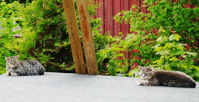 [Cats after Mating[3].jpg]