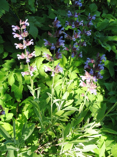 [St hans - Wild Flowers[3].jpg]