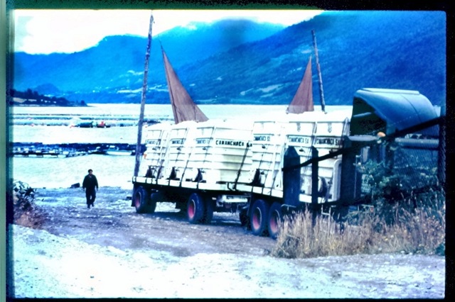 [Puerto Montt - fisk til slakting[3].jpg]