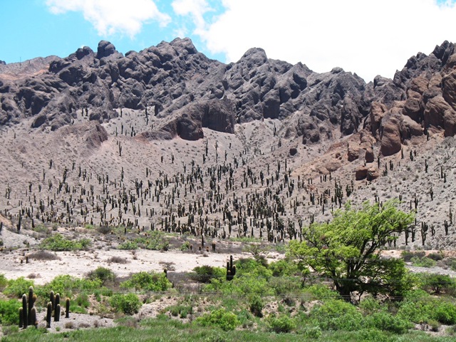 [1701 - el Toro valley - cactuses[4].jpg]