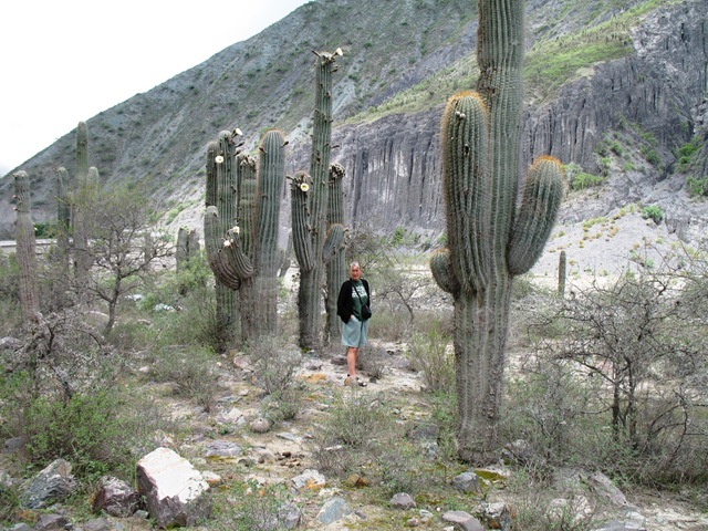 [Giant cactuses[5].jpg]