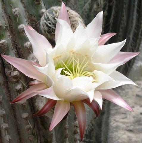 [Cactus Flower Single[5].jpg]