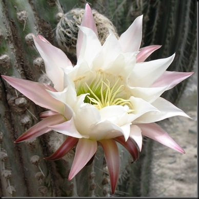 Cactus Flower Single Cactus Flower Single