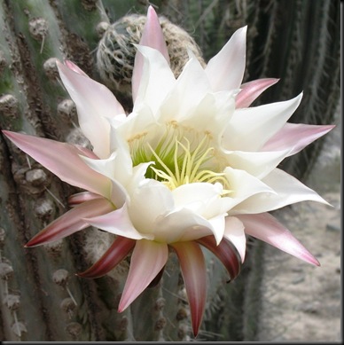 Cactus Flower Single