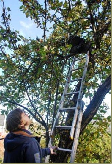 2010-10-16 - Summerhouse - Apple tree 2