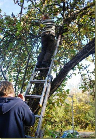 2010-10-16 - Summerhouse Apple Tree 1