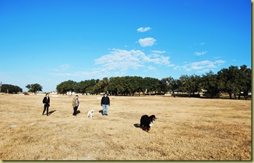 Morning Tour with the Dogs