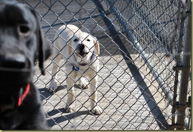 Lago Vista dec 9 2010 - Buddy in Kennel