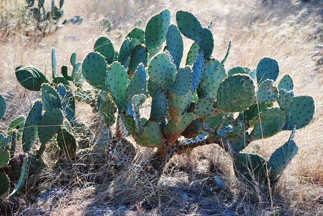 [Lago Vista Dec 9 2010 - cactus[7].jpg]
