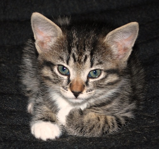 [2010-12-23 - The Kitten 5 weeks old[3].jpg]