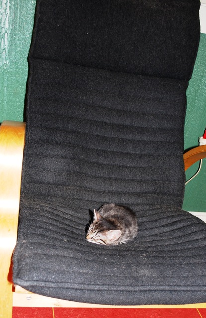 [2010-12-23 The Kitten in Chair[8].jpg]