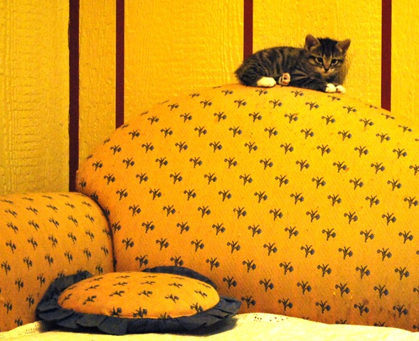 [2010-12-23 Lilly -the Kitten[3].jpg]