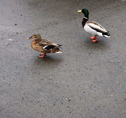 [Ducks[2].jpg]