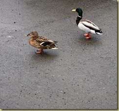 Ducks