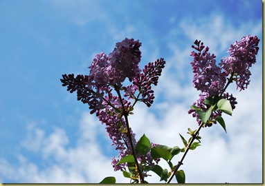 2011-05-14 Syrin Lilacs