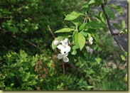 2011-05-14 Apple Blossom
