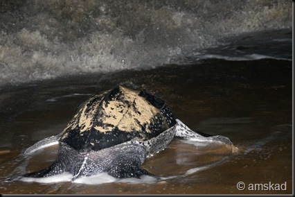 _DSC2012_ka