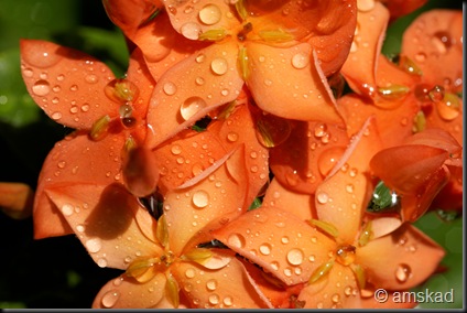 DSC02880_ka