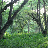 Chirinda Forest