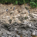 Penguins at Punihuil