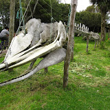 Whale skeleton at a rustic museum