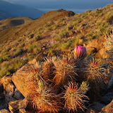 Cactus on Dante's View