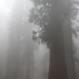 Giants in the mist