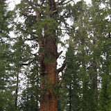 General Sherman tree, largest tree in The World!