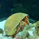 Hermit crab
