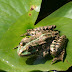 Trip 3606 Baile Felix Nymphaea lotus thermalis.JPG, Romania, Baile Felix