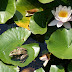 Trip 3609 Baile Felix Nymphaea lotus thermalis.JPG, Romania, Baile Felix