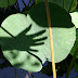 Trip 3674 Baile Felix Nymphaea lotus thermalis.JPG, Romania, Baile Felix